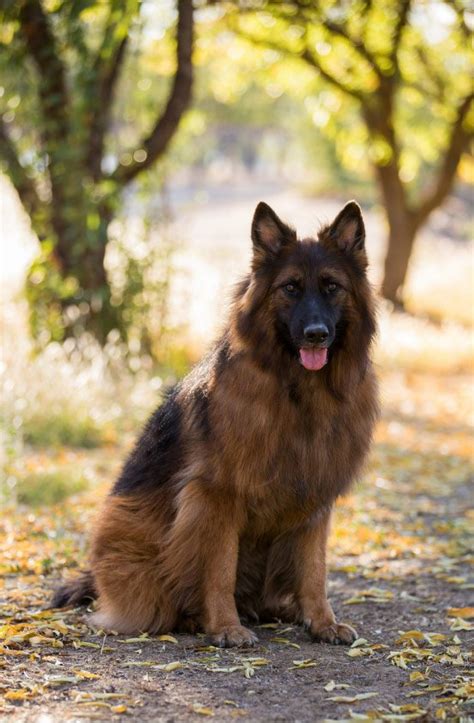 nadelhaus german shepherds|german shepherd long haired puppies.